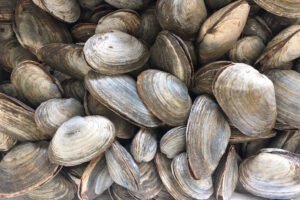 buy middle neck clams online