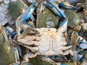 buy large male live hard crabs online