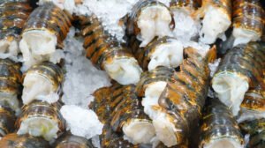 buy spiny lobster tails online