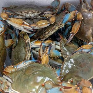 buy jumbo male live hard blue crabs online