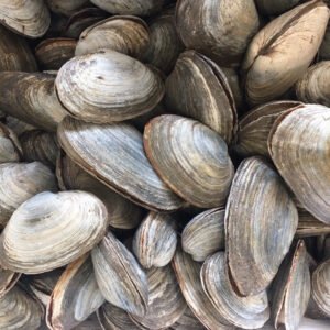 buy middle neck clams online