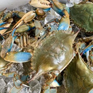 buy medium female live hard blue crabs online