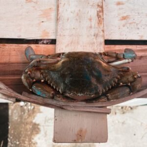 live male hard crabs for sale