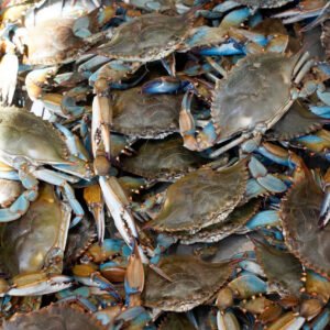 buy jumbo male live hard blue crabs online
